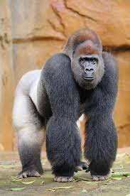 Kwashi New Silverback Gorilla Animals Silverback Gorilla Animals Beautiful