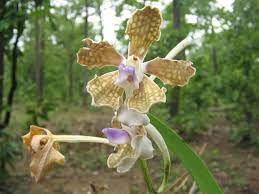 Wild Orchid Some Wild Orchid Some Wild Orchids From The East Coast Of India Orchids Wild Orchid Wild