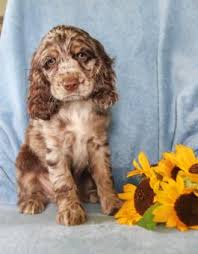 We understand that adopting a puppy is a huge responsibility, so don't be afraid to give us a call! Cody Cocker Spaniel Puppy For Sale In Walhonding Oh Happy Valentines Day Happyvalentinesday2016i