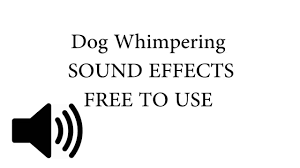 Dog Whimpering Sound Effect Youtube