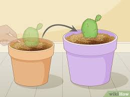 Variety a cactus odyssey in arizona mangrove cactus have a cup of cactus opuntia as an invasive species in australia the creating of springtime succulence. Simple Ways To Root Cactus 12 Steps With Pictures Wikihow