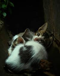New The 10 Best Home Decor With Pictures Take Me Away From Here Hooman Photo Photography Cat Cats Selokan Cats Cat S Photo