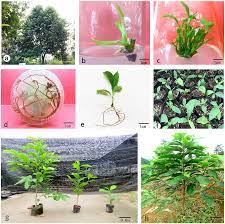 This was the earliest plant tissue culture media developed for root culture. An Efficient Micropropagation Protocol For An Endangered Ornamental Tree Species Magnolia Sirindhorniae Noot Chalermglin And Assessment Of Genetic Uniformity Through Dna Markers Scientific Reports