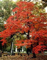 Maybe you would like to learn more about one of these? Flowering Dogwood Department Of Horticulture
