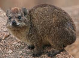 Image result for hyrax