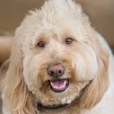 Albrecht & Barney Law Corporation