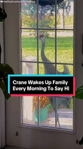 Carl the Crane's Daily Morning Visits: A Heartwarming Story of Friendship