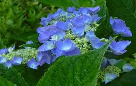 Let's dance starlight hydrangea features bold pink lacecap flowers with blue overtones at the ends of the branches from early summer to early fall. Hydrangea Macrophylla Let S Dance Starlight Pp20019 Hydrangea Macrophylla Let S Dance Starlight Let S Dance Starlight Bigleaf Hydrangea Let S Dance Starlight Florist S Hydrangea Plant Lust