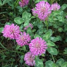 Image result for Trifolium masaiense