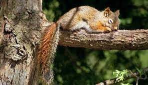 Different Types Of Squirrels Animal Facts Blog Fun Facts About Animals Animal Facts Animals