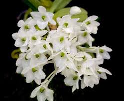 Image result for Angraecum chamaeanthus