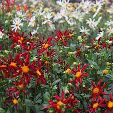 We did not find results for: Buy Star Dahlia Tuber Dahlia Honka Red Delivery By Waitrose Garden