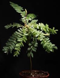 Image result for Biophytum