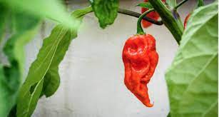 Bhut jolokia is a small chili typically of a red or orange color and can have chili peppers' spiciness is rated in scoville heat units (shus). How Hot Is A Ghost Pepper Small Axe Peppers