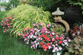 Image result for Impatiens shirensis