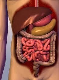 Digestive System Information And Facts National Geographic