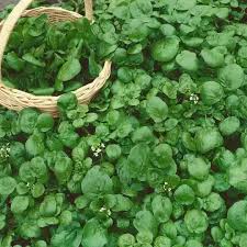Image result for Nasturtium officinale