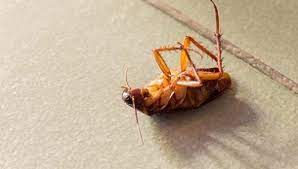 Roaches reach reproductive maturity by molting through several. How A Roach Infestation Can Harm Your Health Action Pest Exterminating Charlotte Area Pest Control Company