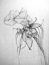 A Drawing I Did Of A Bat Flower Bat Flower Art Drawings