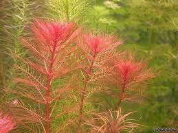 Image result for Rotala submersa