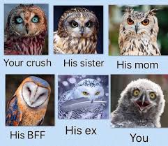 You can sort these funny pet names by gender and you can view their full meanings by clicking on the name. Accurate Funny Animal Names Cute Funny Animals Funny Animal Quotes