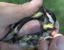 Blaumeisen legen bis zu 13 eier und brüten anschließend in der regel 13 bis 15 tage. Wann Beginnt Denn Eigentlich Eine Kohlmeise Mit Der Brut Looduskalender