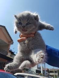 Semua yang lucu bayi dan hewan kompilasi di ruclip! Gambar Kucing Paling Comel Dan Gebu 81021 Nama Untuk Kucing Comel Lucu Dan Unik