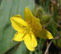 Image result for Hypoxis rigidula