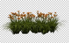 Editing Picsart Studio Lily Miscellaneous Grass Plant Stem Png Klipartz Bush png transparent free images.