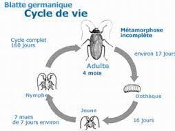 Check spelling or type a new query. Le Cafard La Blatte Comprendre Ce Nuisible