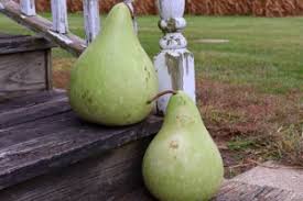 Image result for Lagenaria rufa