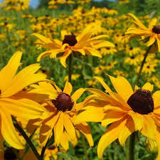 Most rudbeckias will tolerate dry soil for a few weeks. Planting And Growing Black Eyed Susans Dengarden