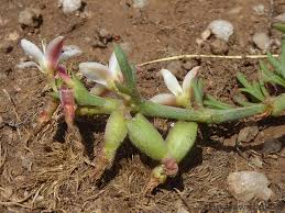 Image result for Oxygonum