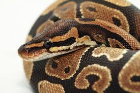 Ball Python Or Royal Python Snake Facts And Information Ball Python Snake Facts Python Snake