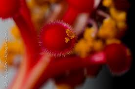 It contains both male (stamen) and female (pistil) reproductive organs. Anatomy Of A Hibiscus Part 2 Extreme Macro Juridicious