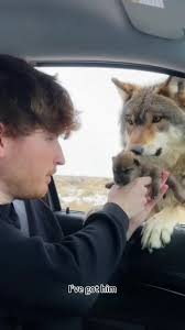 Rescuing a Baby Wolf: A Heartwarming Story