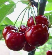 Un Nez Qui Devoile Un Bouquet De Fruits Rouges Notamment De Cerises Bigarreau Arbre Fruitier Fruits De Saison Nourriture Esthetique