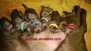 We are akc labrador breeders located in southern california, near san diego, orange county, ventura county, santa barbara county, kern county. Newborn Puppies 4 Days Old Chocolate Lab Puppies Akc Chocolate Labrador Puppy Only 4 Days Old So Cute Puppie Puppies Labrador Puppy Chocolate Puppy Items