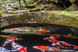Some features can play both aesthetic and practical purposes. 30 Beautiful Koi Pond Ideas For Your Garden Mountain Tree