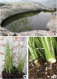 Image result for Isoetaceae