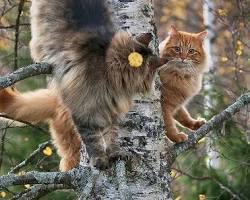 Norwegian Forest cats interactingの画像