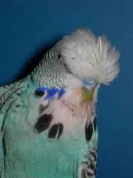 Not one to tell tall tales, he used to breed budgies many, many moons ago and says a black budgie fledged from one of his nesting boxes. Blackface Dunkelgrau