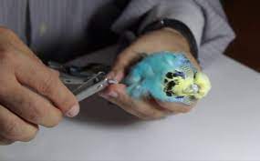 muhabbet kusu tirnak kesimi miyhav com