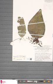 Image result for Anisosepalum alboviolaceum