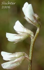 Image result for Vicia hirsuta