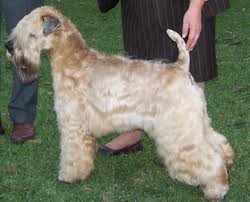 In the case of delivery the customer pays the full cost of the work and costs of delivery convenient way. Soft Coated Wheaten Terrier Wikipedia