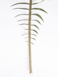 Image result for Encephalartos ngoyanus