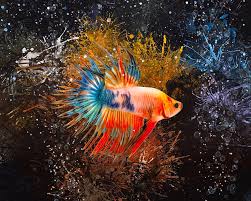 How many types of betta fish are there? A Multi Color Crowntail Betta Digital Art By Scott Wallace Digital Designs