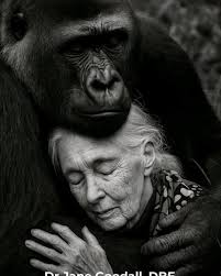 Baby Gorilla with Mother Picture
