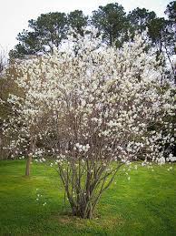 After the show of these blooms, clusters of edible berries form. Serviceberry For Sale Online The Tree Center